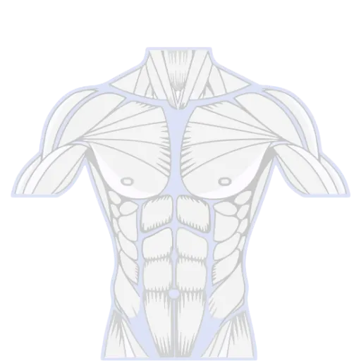 Muscle Groups